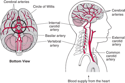 circle-of-willis