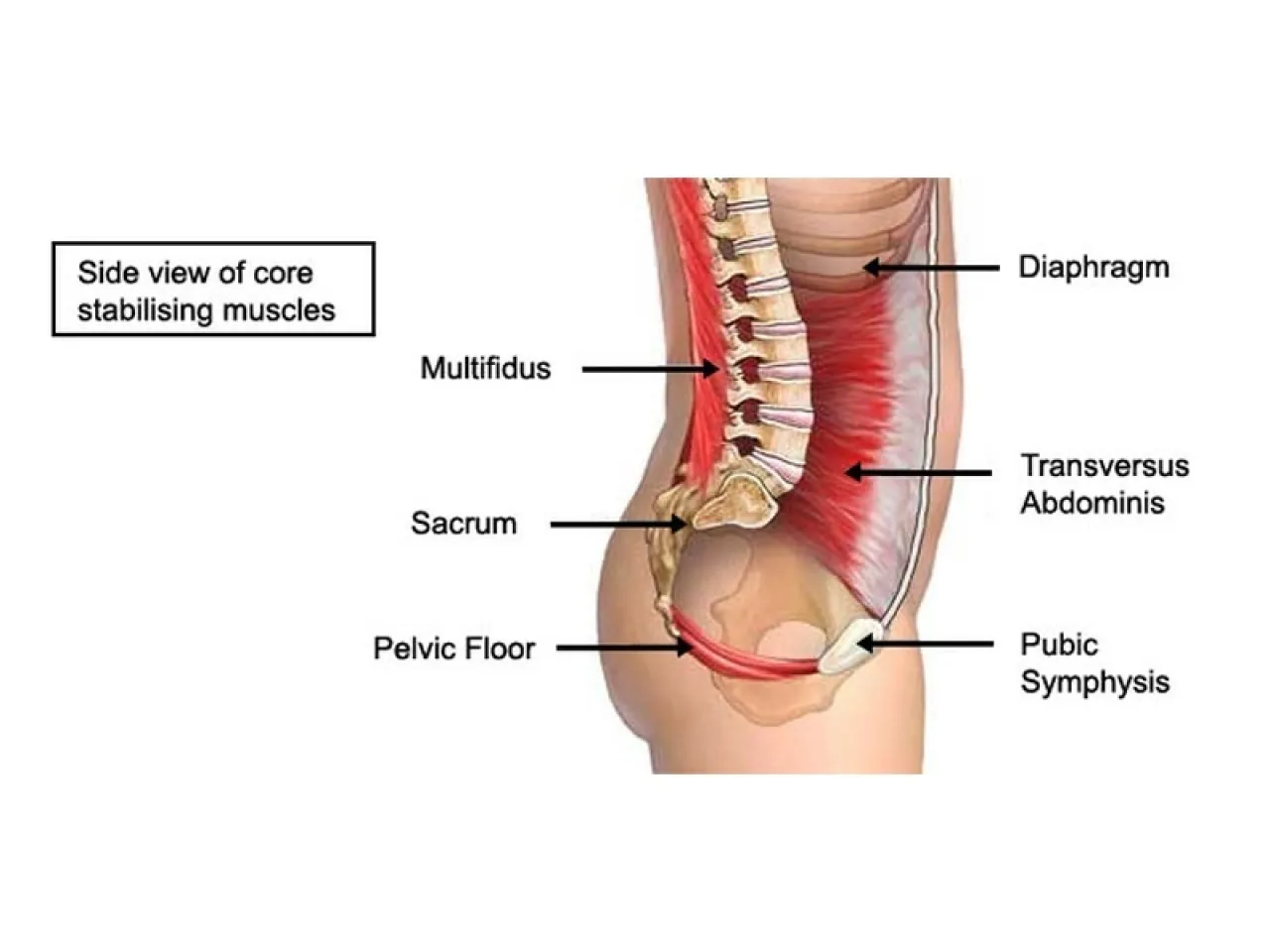 “You have low back pain because your core is weak.”