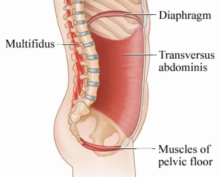 WHY WE NEED TO STOP BLAMING TRANSVERSUS ABDOMINIS FOR BACK PAIN