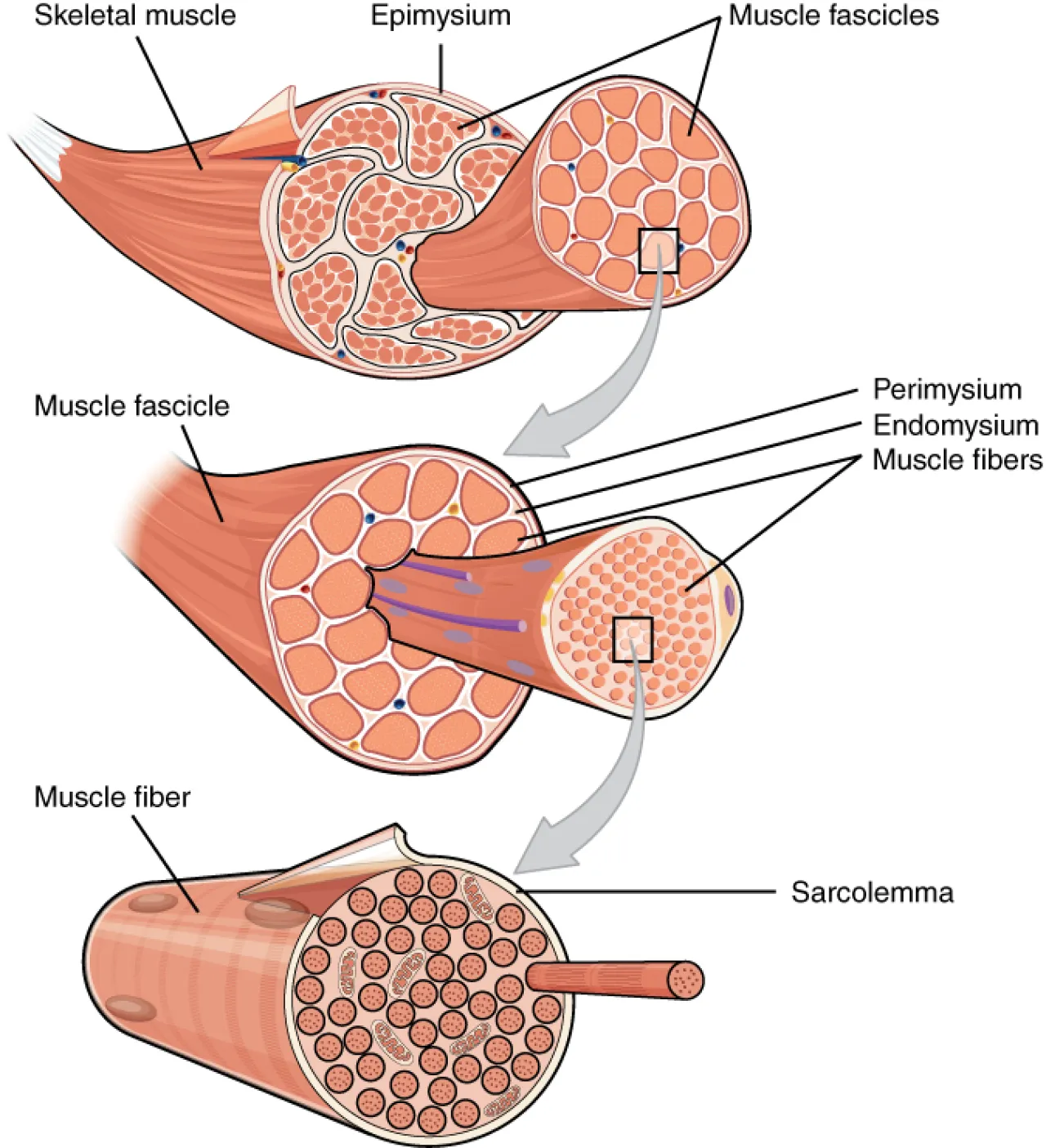 How do muscles get bigger?