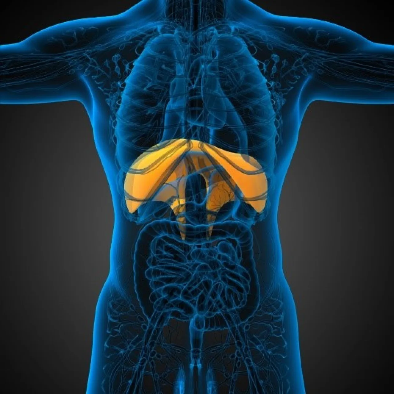 3 THINGS YOU DIDN’T KNOW ABOUT THE DIAPHRAGM