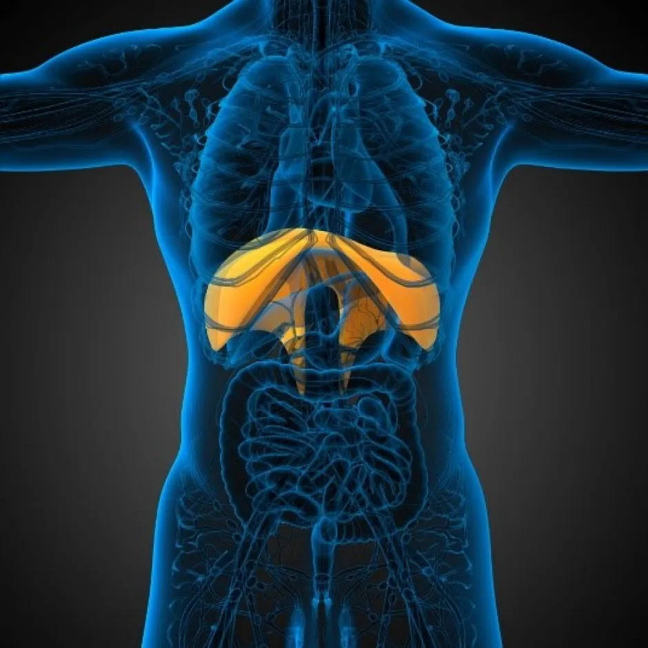 3 THINGS YOU DIDN’T KNOW ABOUT THE DIAPHRAGM