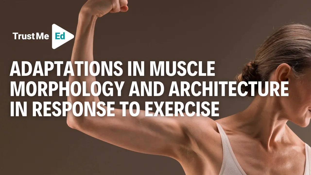 ADAPTATIONS IN MUSCLE MORPHOLOGY AND ARCHITECTURE IN RESPONSE TO EXERCISE — AN INCLUSIVE GUIDE